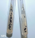 tinea nigra