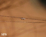 pediculosis capitis