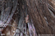pediculosis capitis