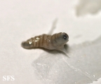 myiasis