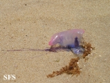 portuguese man of war dermatitis