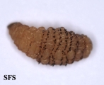 myiasis-furuncular myiais