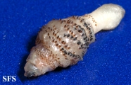 myiasis-furuncular myiais