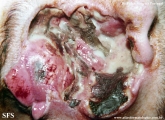 idiopathic midline destructive disease